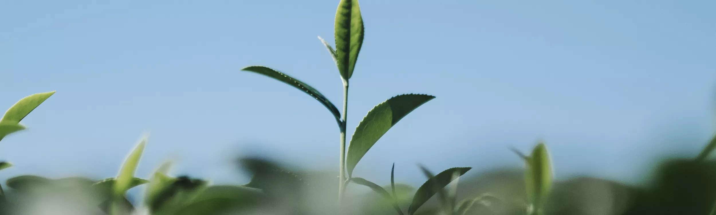 Réévaluer les équipements de propreté et d'entretien des espaces verts dans une optique de nettoyage durable