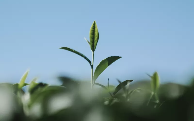 Réévaluer les équipements de propreté et d'entretien des espaces verts dans une optique de nettoyage durable