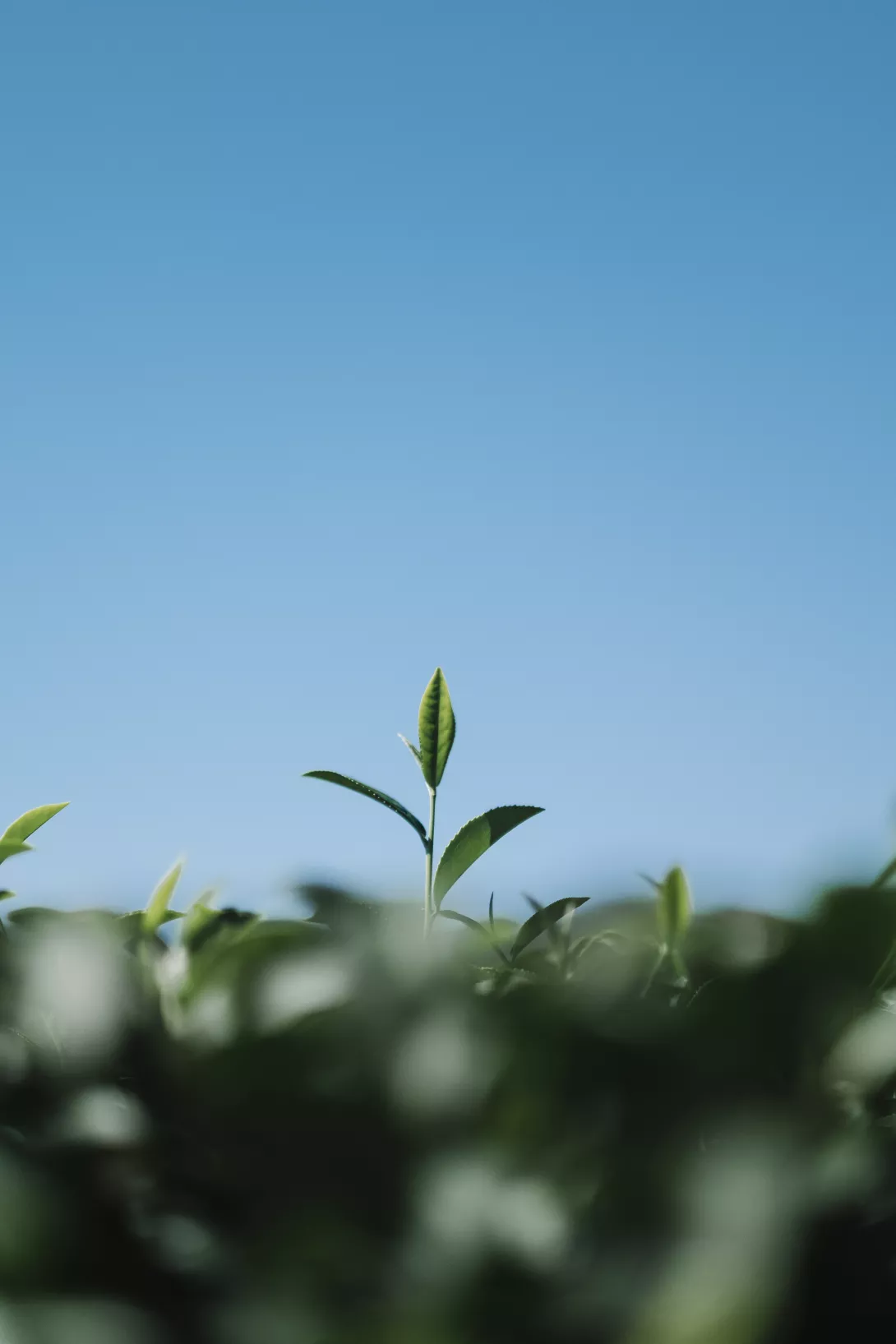 Réévaluer les équipements de propreté et d'entretien des espaces verts dans une optique de nettoyage durable